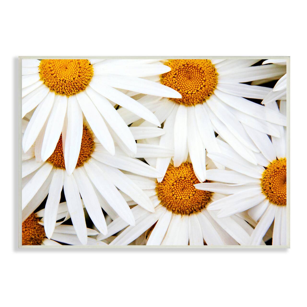 Stupell Industries Blooming Daisy Florals White Petals Flower Field Photography Wall Plaque